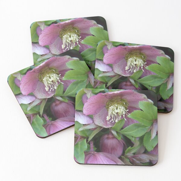 Item preview, Black hellebore flower medicinal plant	 designed and sold by EstelleRossetti.