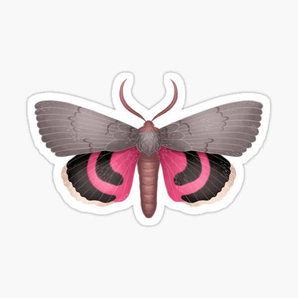 Pink Underwing Moth Sticker