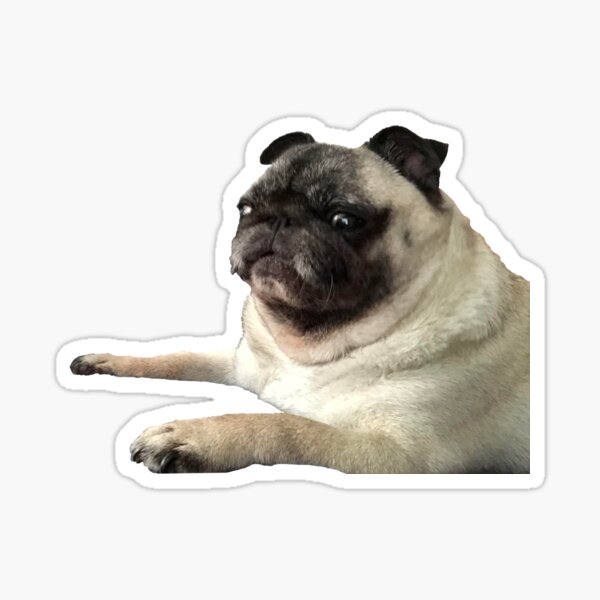 Grumpy Pug Sticker