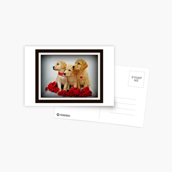 Trio of Roses Postcard