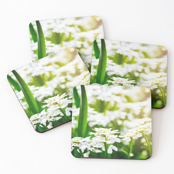 Item preview, Candytuft Iberis Sempervirens beautiful flowers blossoming in spring season designed and sold by Grégory DUBUS.