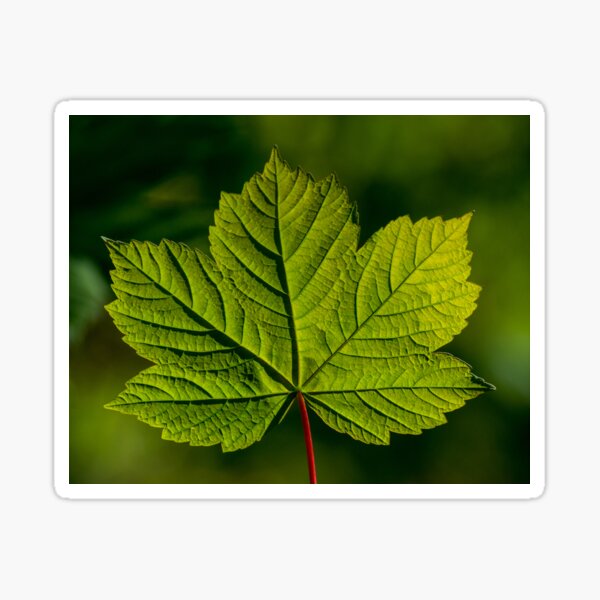 Item preview, Sycamore leaf designed and sold by iCimages.net.