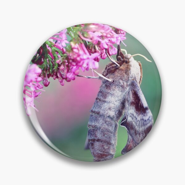 Item preview, Macro of two Poplar Hawk-Moth butterflies copulating on valerian flower designed and sold by Grégory DUBUS.