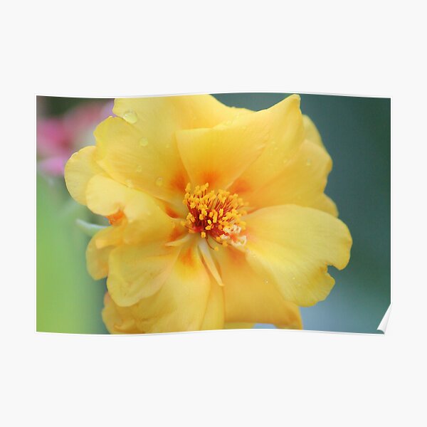 Moss Rose Poster