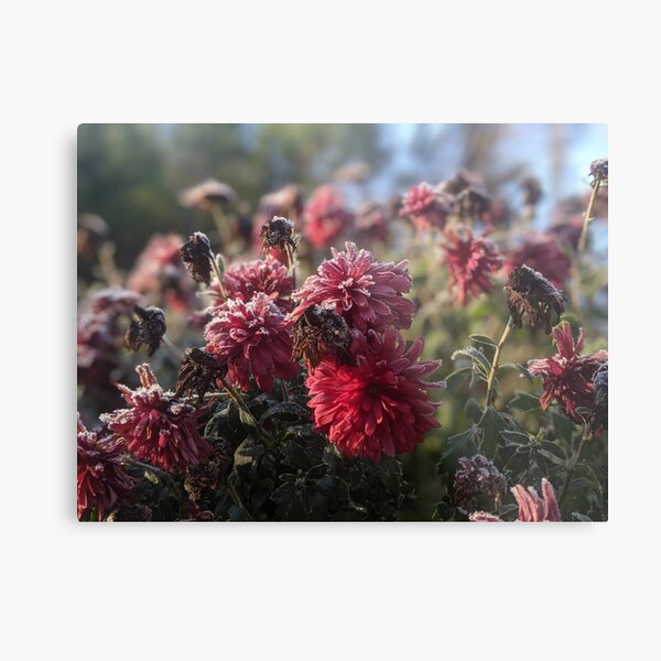 Icy Flowers Metal Print