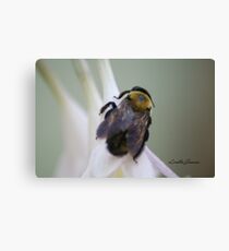 The Bumble Canvas Print