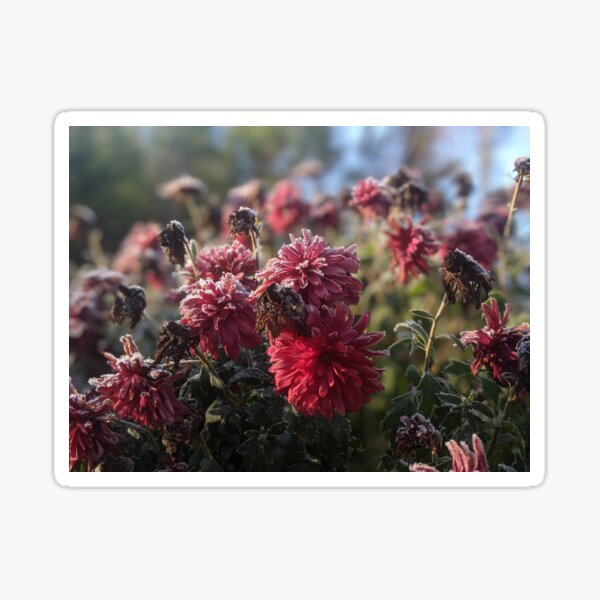 Icy Flowers Sticker