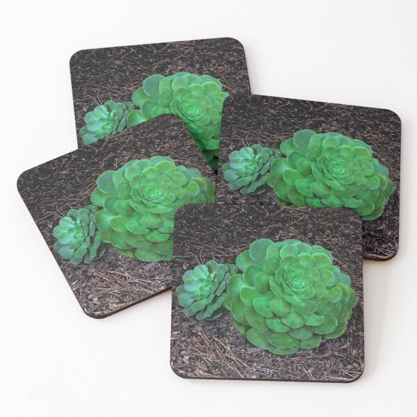 Item preview, Succulent designed and sold by heatherfriedman.