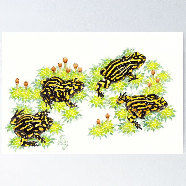 Corroboree frogs (Pseudophryne corroboree) Poster