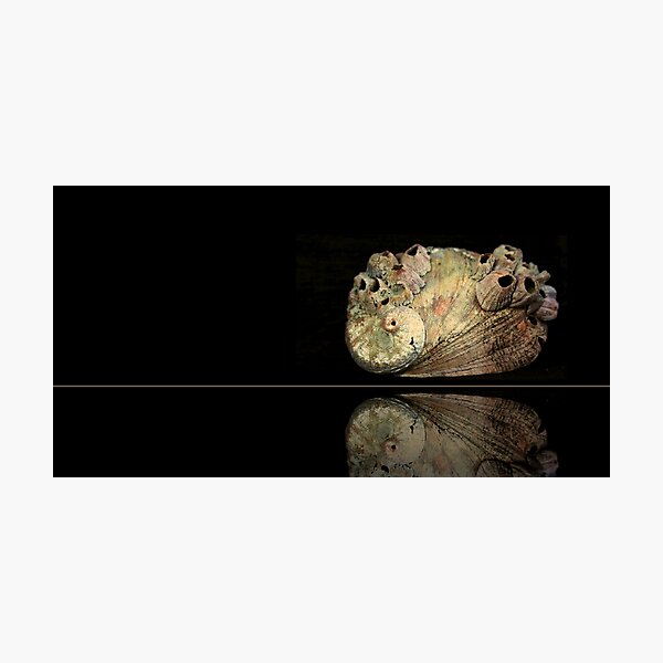 Item preview, The Shell designed and sold by myraj.