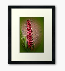 Red Hot Framed Print