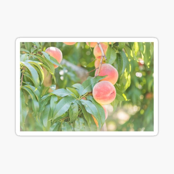Item preview, Ripe Summer Peaches in an Okanagan Orchard designed and sold by Amy Mitchell.