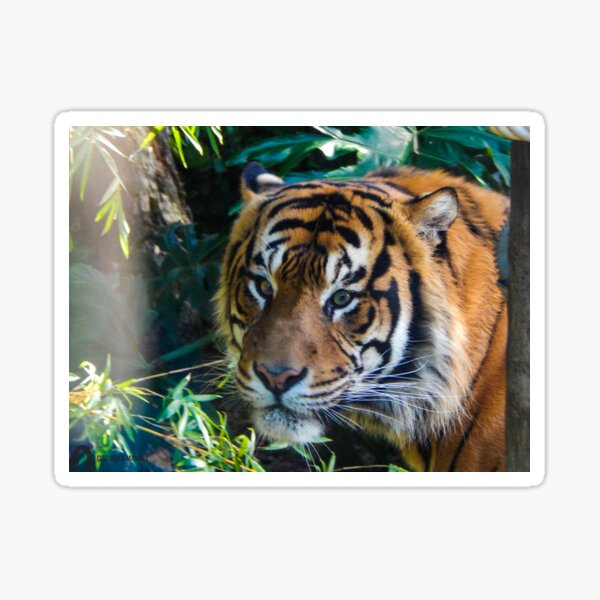 Tiger Sticker