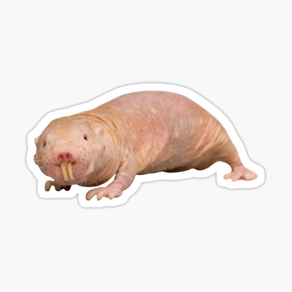 Stickers Sur Le Theme Rat Taupe Nu Redbubble