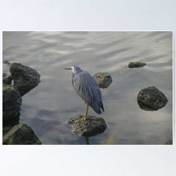 Item preview, Waterbird,Port Fairy,Victoria. designed and sold by elphonline.