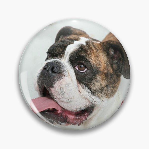 Item preview, English Bulldog designed and sold by ritmoboxers.