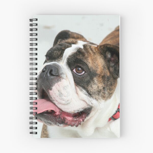 Item preview, English Bulldog designed and sold by ritmoboxers.