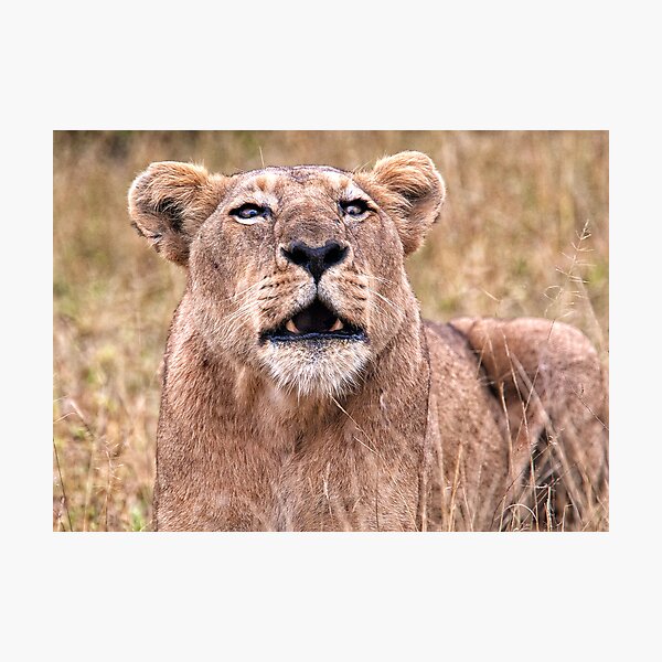 Item preview, Cross Eyed Lioness designed and sold by Michael Moss Photography.