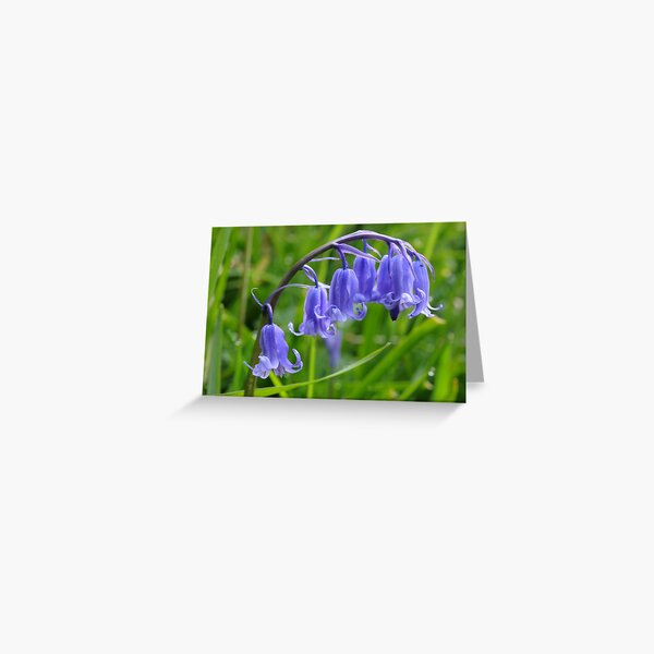 Bluebell Greeting Card