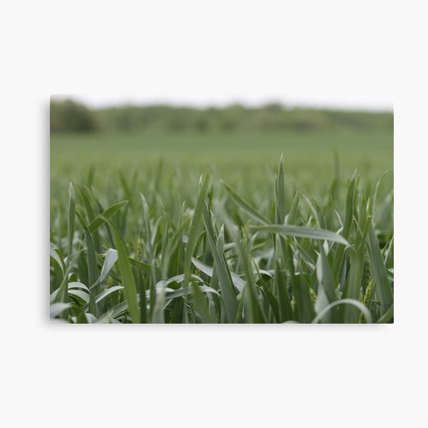Item preview, Open Field Of Grass Eye Level designed and sold by Dylan Evers.