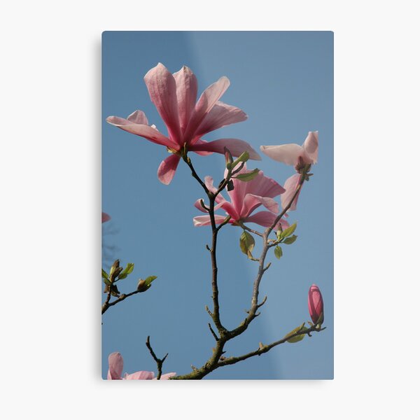 Magnolia, Kew Gardens Metal Print