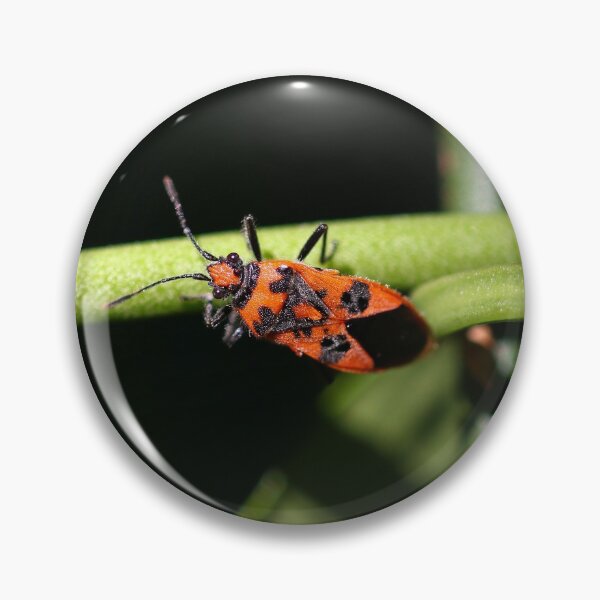 Item preview, Cinnamon bug designed and sold by GreyFeatherPhot.