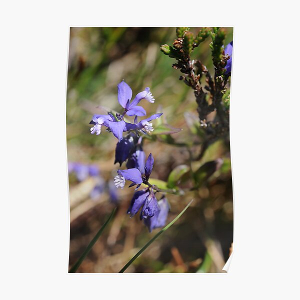 Heath Milkwort Poster