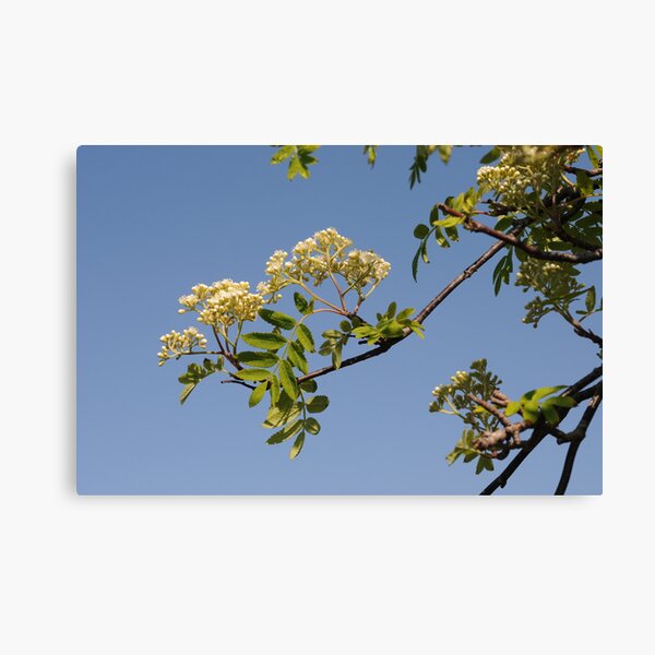 Rowan Flowering Canvas Print