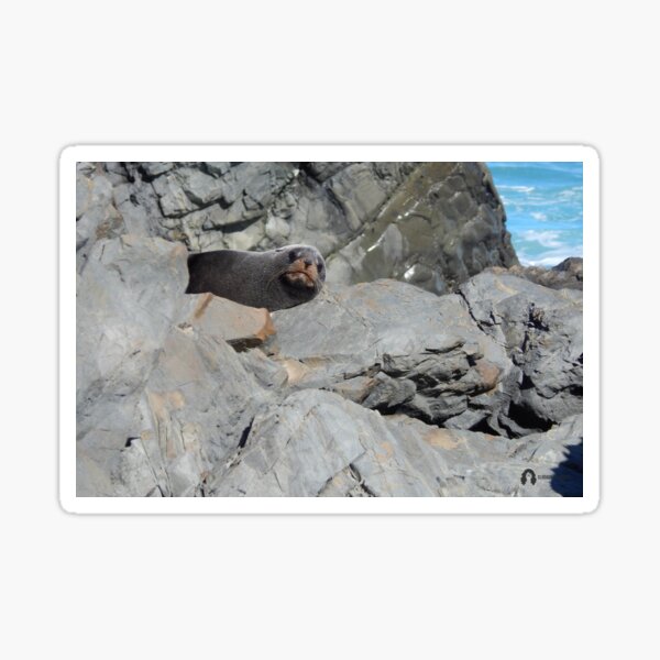 Curious Seal Sticker