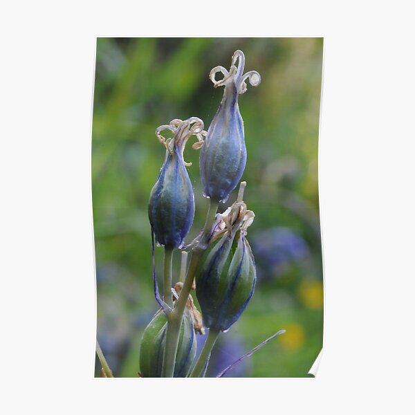 Bluebell forming Seedheads Poster