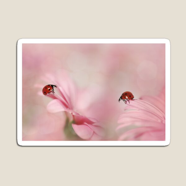 Ladybird on pink gerbera Magnet