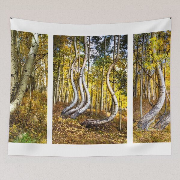 Item preview, Curved Aspens Triptych designed and sold by nbrandsberg.