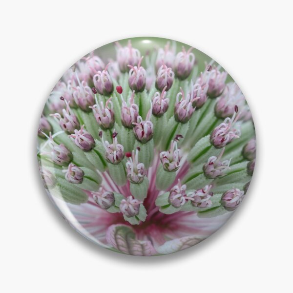 Item preview, Single Astrantia Bloom. designed and sold by John Ray.