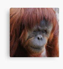 Sumatran Orangutan portrait ~ square frame Canvas Print