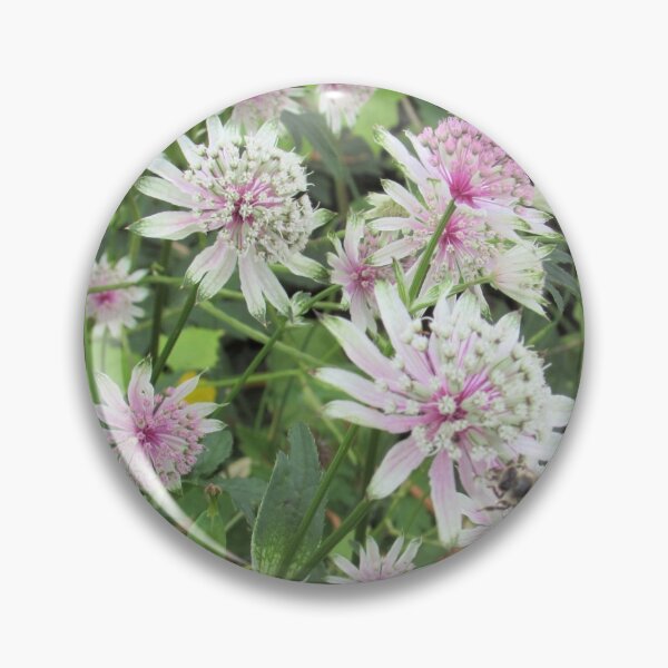 Item preview, Pink and White Astrantia Flowers designed and sold by GoNatureDesigns.