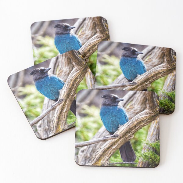 Item preview, Stellar’s Jay on Branch designed and sold by Dana Hardy.