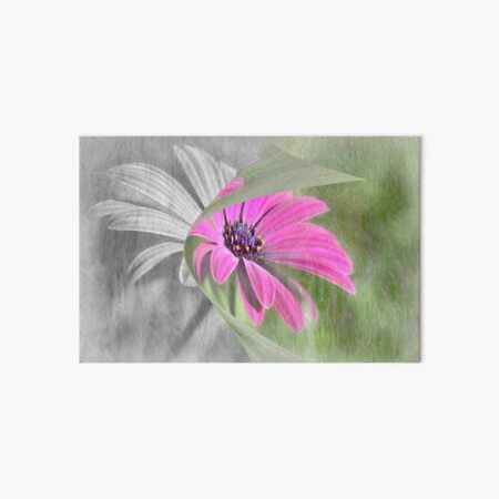 Pink Osteospermum Art Board Print