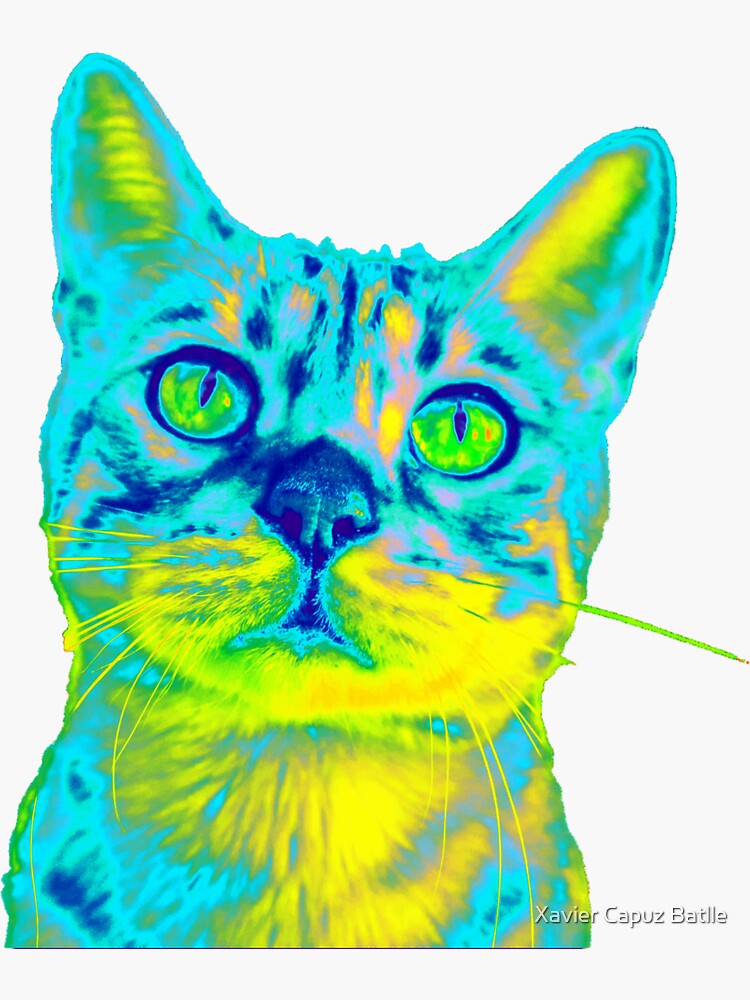 Gato sorprendido de criptoarbitraje