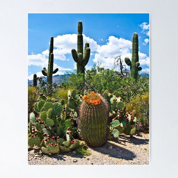 Vista previa del artículo con la obra «Cactus», diseñado y vendido por Rob Atkinson.