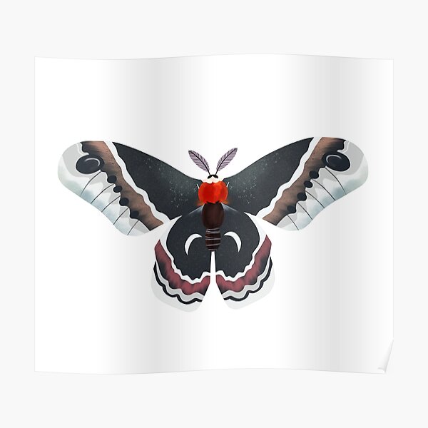 Cecropia moth Poster