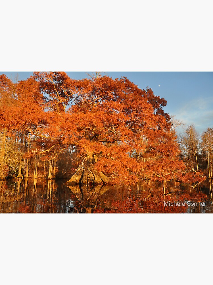 "Remarkable tree in remarkable light" Poster by itsmemxc Redbubble