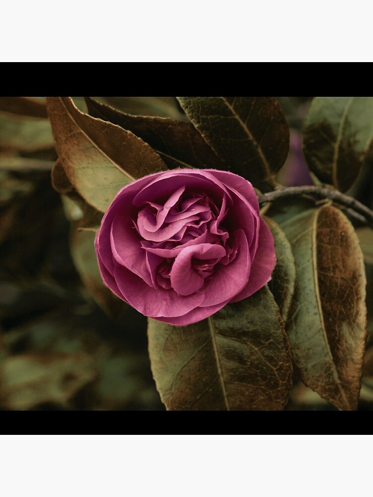 The Perfect Rose by FaerieVision