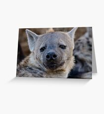 Eyes Of Interest Greeting Card