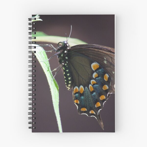 Item preview, Black Swallowtail  designed and sold by Jacquelie.