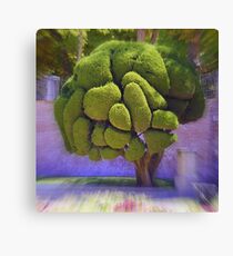 Topiary Canvas Print