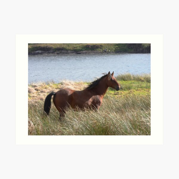 Connemara Pony in the countryside Art Print