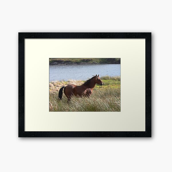Connemara Pony in the countryside Framed Art Print