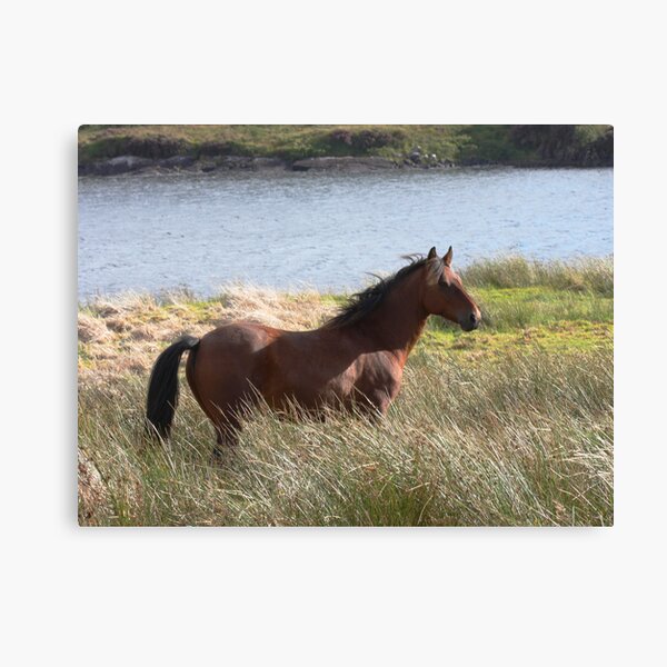 Connemara Pony in the countryside Canvas Print