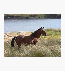 Connemara Pony in the countryside Photographic Print
