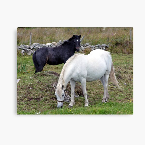 Connemara Pony Mare and Foal Canvas Print